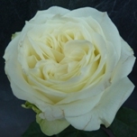 Yuraq Roses d'équateur Ethiflora